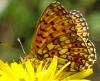 Boloria selene